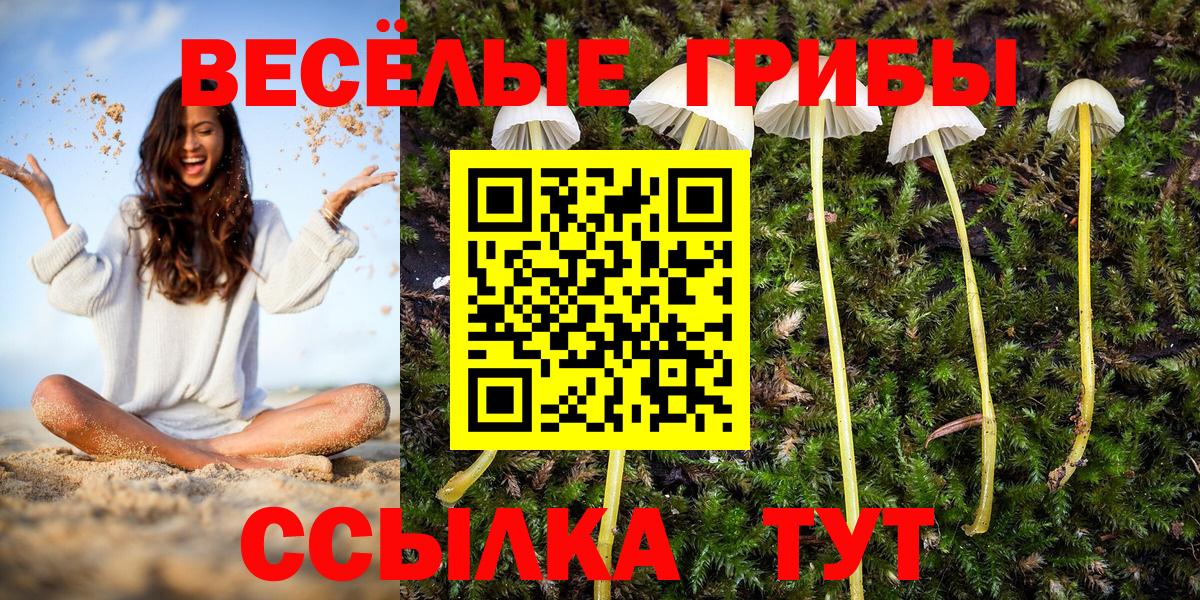 Галлюциногенные грибы Psilocybe  Вход с VPN  Шуя 